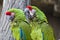 Parrots