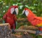 Parrots