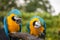 Parrots