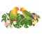 Parrots Agapornis lovebird tropical birds standing on a branch and Brugmansia with pink and yellow hibiscus on a white backgroun