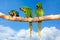Parrots - Ara ararauna on tree and blue sky - aviation tropical vacation concept