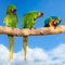 Parrots - Ara ararauna on tree and blue sky - aviation tropical vacation concept. square photo