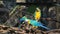 Parrots blue-yellow macaw Ara ararauna. Chiang Mai, Thailand