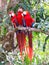 Parrots on the branch at Copan site, Honduras