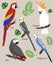 Parrots Cartoon Vector Illustration. Parrot set Exotic birds