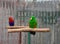 Parrots: Caversham Wildlife Park