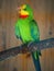Parrots are classified in the animal kingdom, chordate tribe, bird class, aviation subclass and parrot family.nice colored