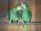 Parrots are classified in the animal kingdom, chordate tribe, bird class, aviation subclass and parrot family.nice colored
