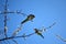 Parrots eating almond blossom