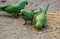 Parrots eating grains