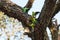 Parrots fighting over nest