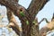 Parrots fighting over nest