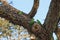 Parrots fighting over nest