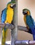 Parrots, incredible colors