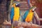 Parrots in the jungle. Blue-and-Yellow Macaw Ara ararauna