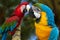 The parrots love each other