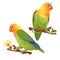 Parrots lovebird Agapornis tropical bird standing on a branch on a white background vector illustration editable