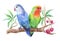 Parrots lovebirds on a branch of litchi, watercolor illustration