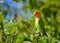 Parrots lovebirds, green on a tree branch close up