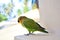 Parrots at Maldives 2