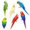 Parrots realistic. Wildlife flight exotic colored birds beautiful amazonia tropical life vector parrots illustrations