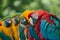 parrots resting headtohead during a quiet moment