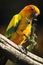 Parrots in the Russian zoo.