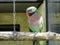 Parrots in the Russian zoo.