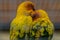 Parrots in a Russian zoo.