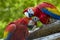 Parrots: scarlet macaw Ara macao .Close up.