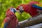 Parrots: scarlet macaw Ara macao .Close up.