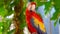 Parrots Scarlet Macaw on the tree