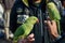 Parrots Sunday Market Peshawar