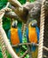 Parrots together