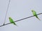 Parrots together in one frame bird photography