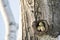 Parrots in tree hole in nature