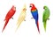 Parrots. Tropical colorful exotic birds macaws nature animals vector realistic parrots collection