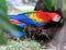 Parrots in tropical forest