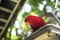 parrots waiting to eat, colorful parrots, very beautiful, jungle parrots