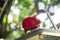 parrots waiting to eat, colorful parrots, very beautiful, jungle parrots