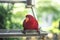 parrots waiting to eat, colorful parrots, very beautiful, jungle parrots