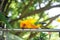 parrots waiting to eat, colorful parrots, very beautiful, jungle parrots