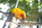 parrots waiting to eat, colorful parrots, very beautiful, jungle parrots