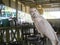 Parrots,white parrots in farm.