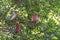 Parrots white and red color sitting on the branches of a tree