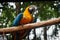 Parrots in a wild and natural state in the north of argentina