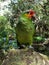 Parrots in xcaret