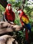 Parrots in xcaret