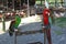 Parrots in the zoo