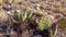 Parry`s agave Agave parryi and Opuntia sp. in south New Mexico
